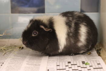 Rescue Guinea Pig Guinea Pigs for Adoption in Houston, Texas - Trumpet | PetCurious